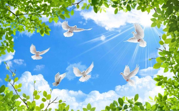 Небо облака голуби