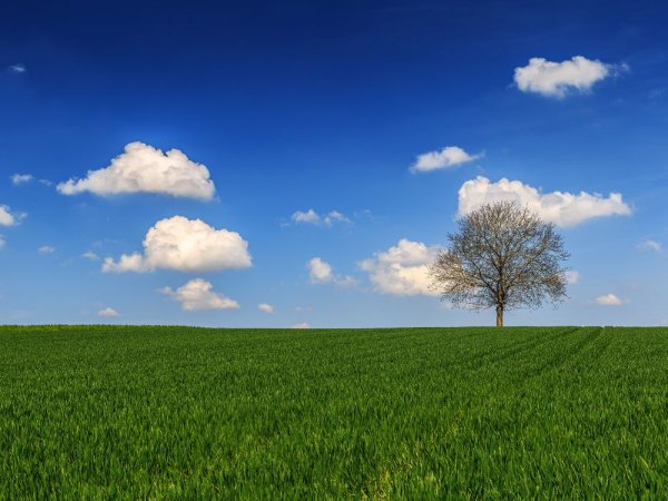 Поле деревья облака