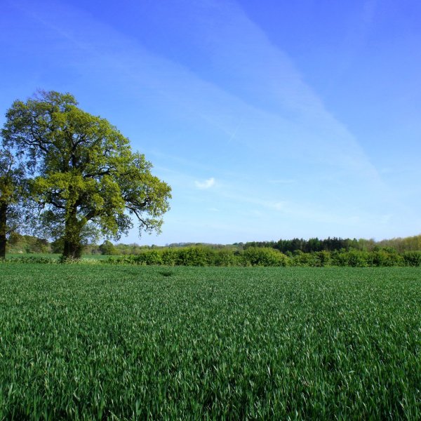 Dreamcore Поляна