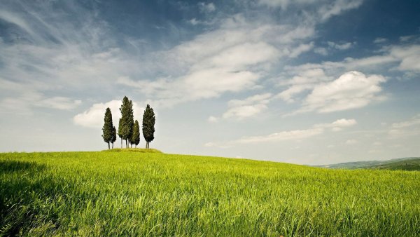 Одинокое дерево в поле