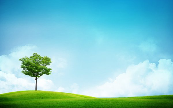 Дерево на фоне неба