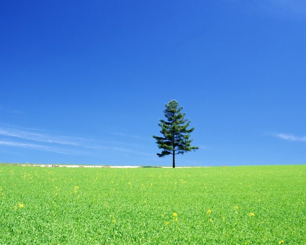 Трава и небо