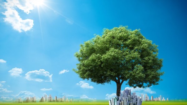 Одинокое дерево