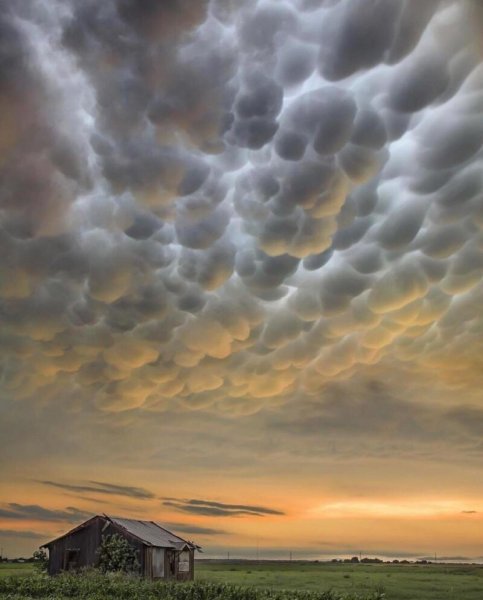 Undulatus asperatus