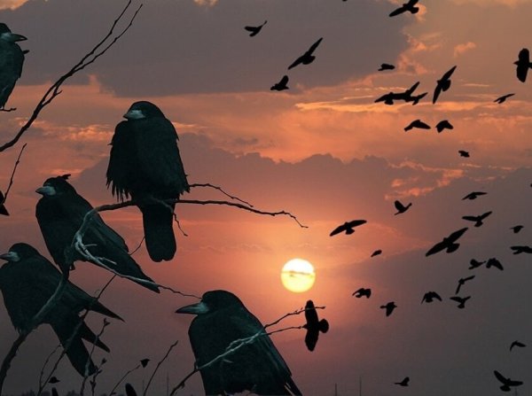Вороны улетают