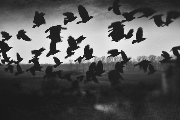 Стая варанов