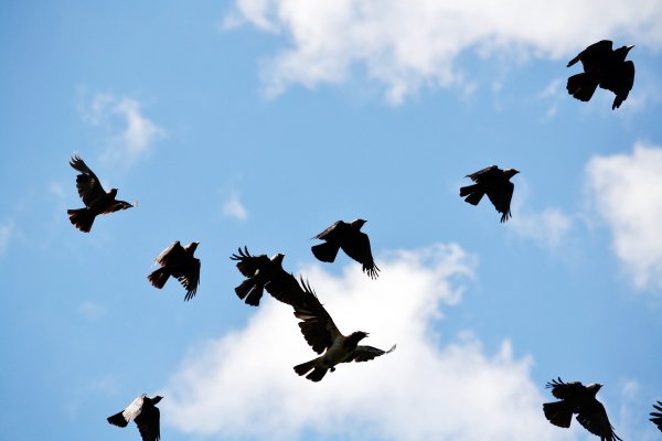 Грачи стая в полете