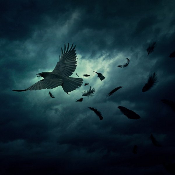 Вороны в небе