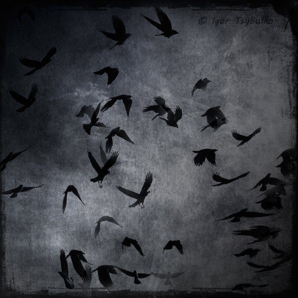 Оден Скотт "стая Воронов"