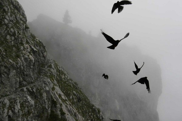 Грачи летают над горой