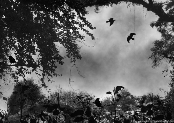 Темный лес с воронами