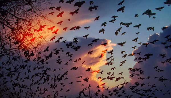 Много птиц в небе