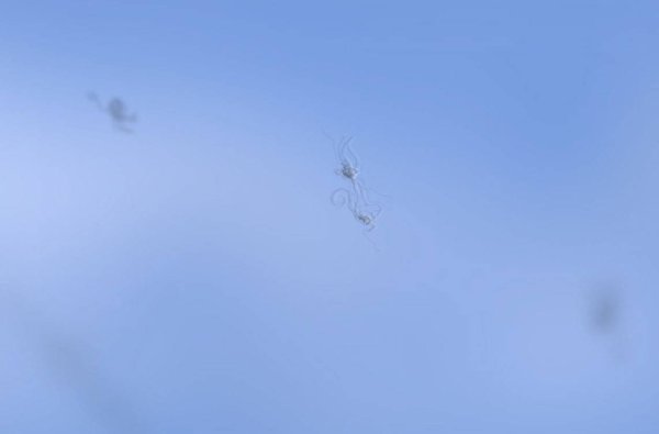 Спутники SPACEX В небе