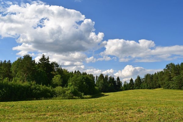 Поле лес небо