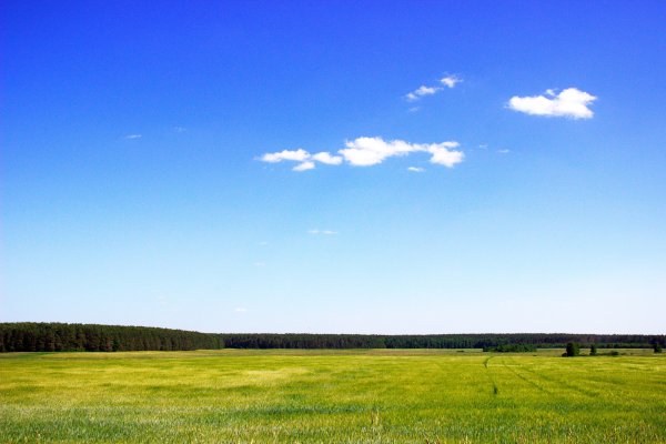 Поле лес