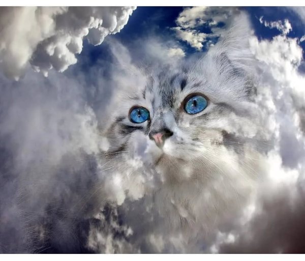 Кот из облаков