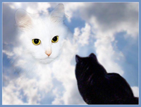 Кошка на небесах