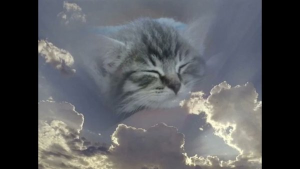 Кошка на радуге