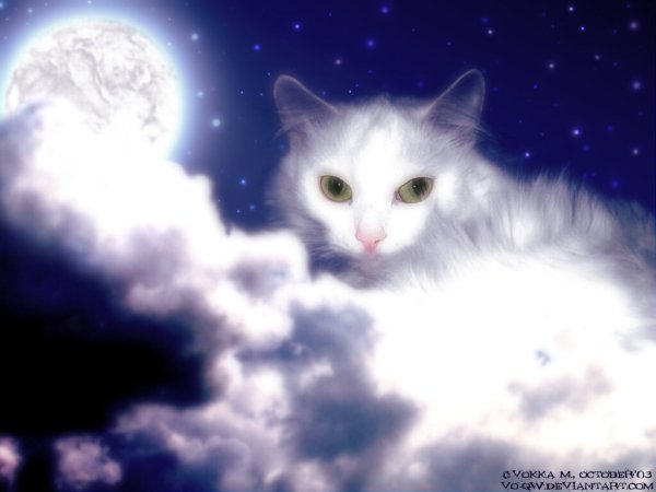 Котик в облаках