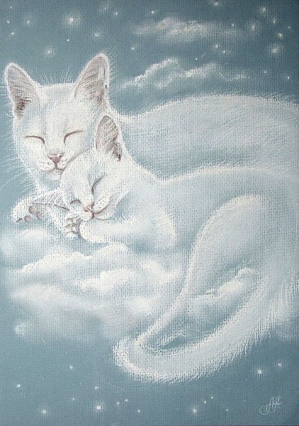 Котик в небе