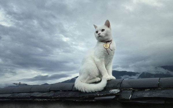 Кошка уходит в даль