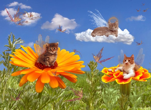 Черная кошечка на облаках