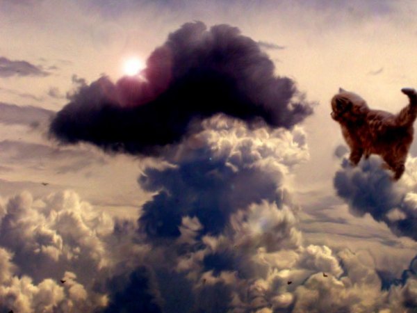 Кошка уходит