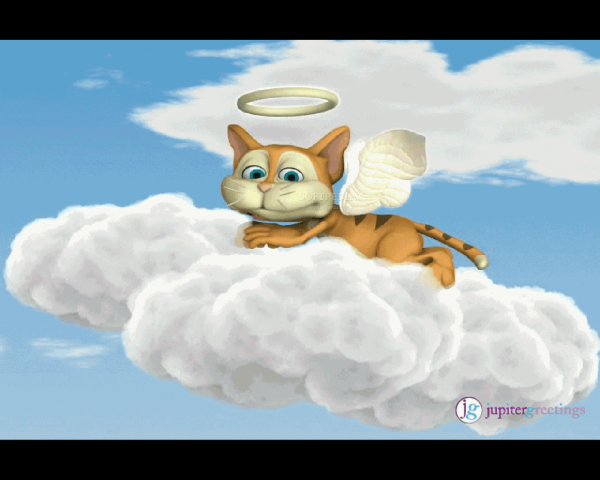 Белая кошка спиной