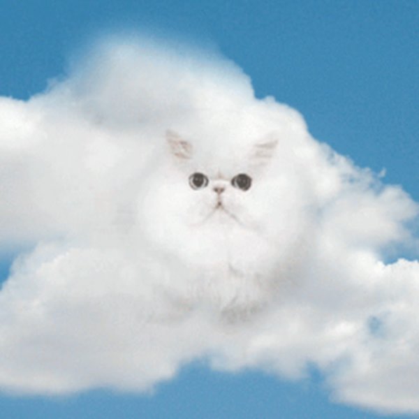 Котенок на облачке