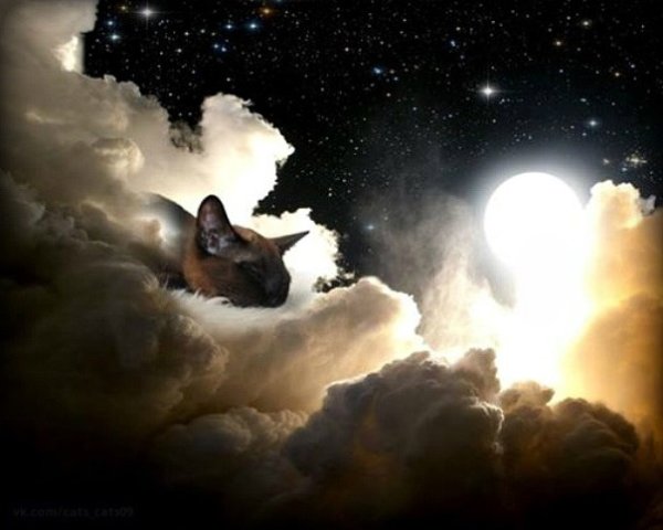 Кот в небе арт