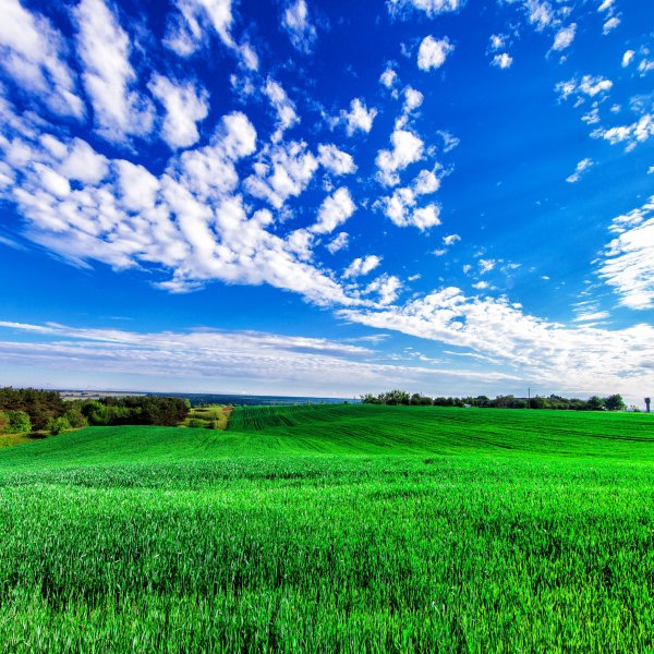 Ровное зеленое поле