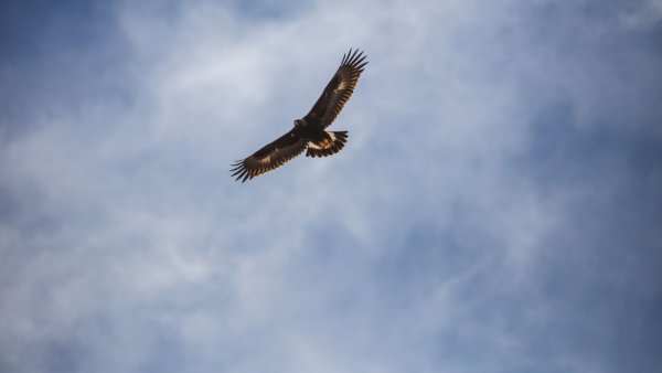 Орел в небе