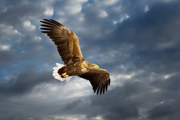 Парящий Орел