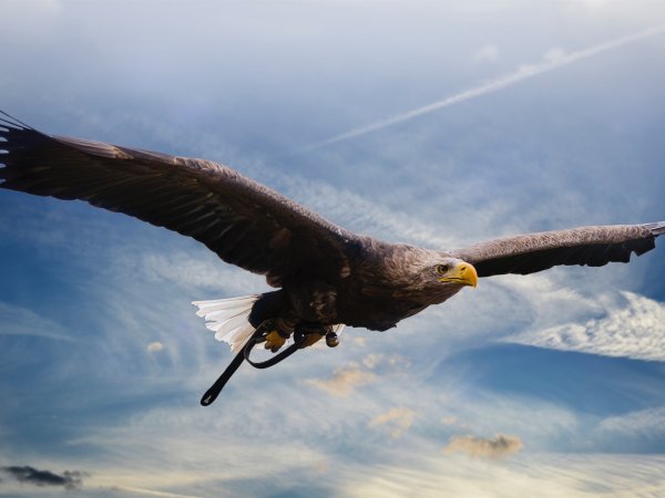 Кондор Андский Беркут