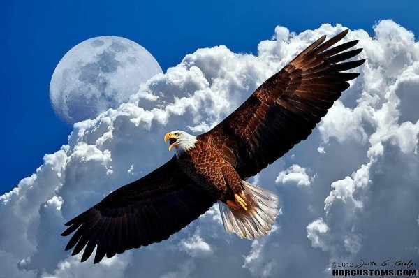 Летящий Орел над морем