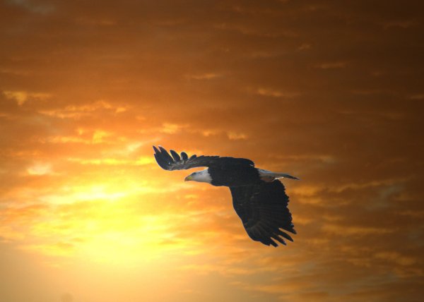 Парящая птица