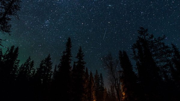 Ночной лес со звездами