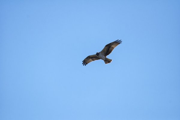 Сокол в небе