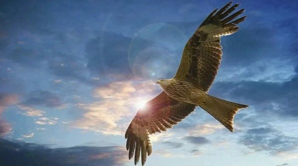 Сокол в небе