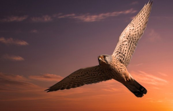 Хищная птица в небе