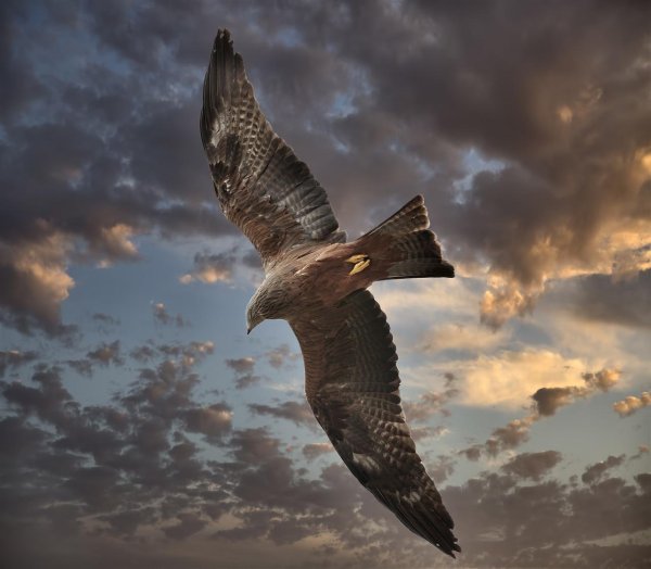 Ястреб в небе