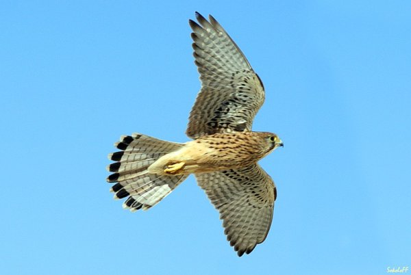 Сокол в небе
