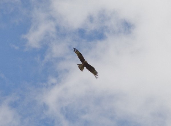 Сокол в небе