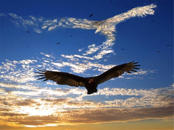 Сокол летит вид снизу