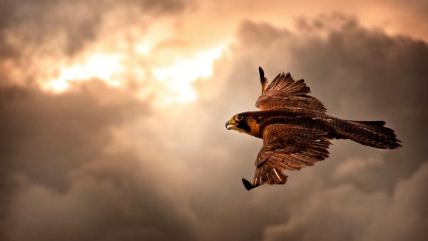 Орел парящий в небе