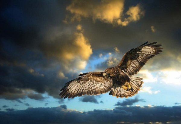 Свобода птица в небе