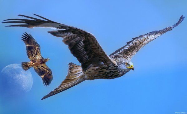 Сокол в небе