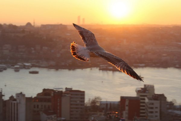 Парящий Орел