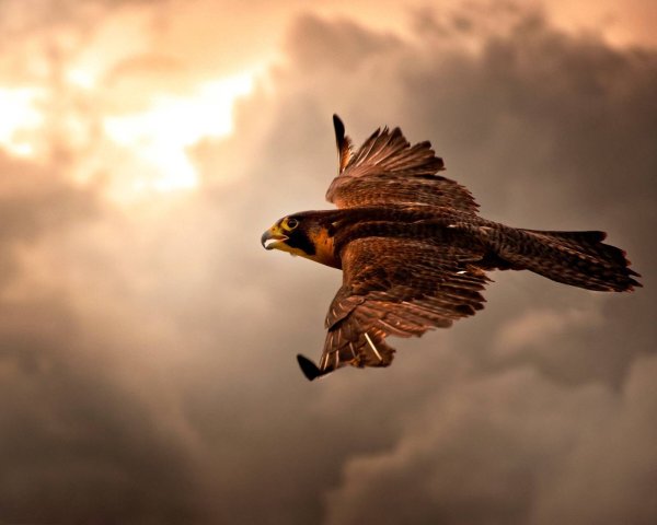 Тютчев с Поляны Коршун