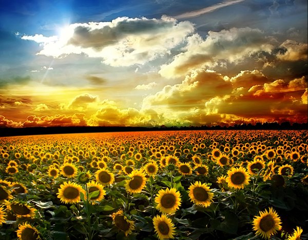 Природа поле подсолнухов